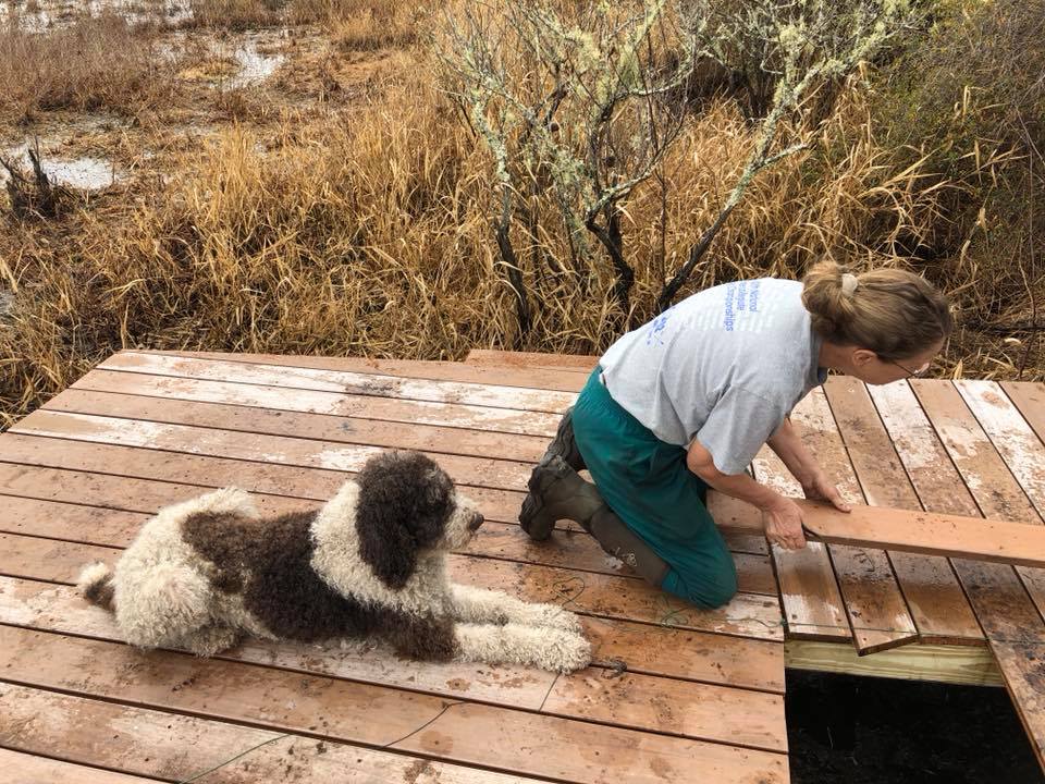 Our dog Spider-man supervising the work