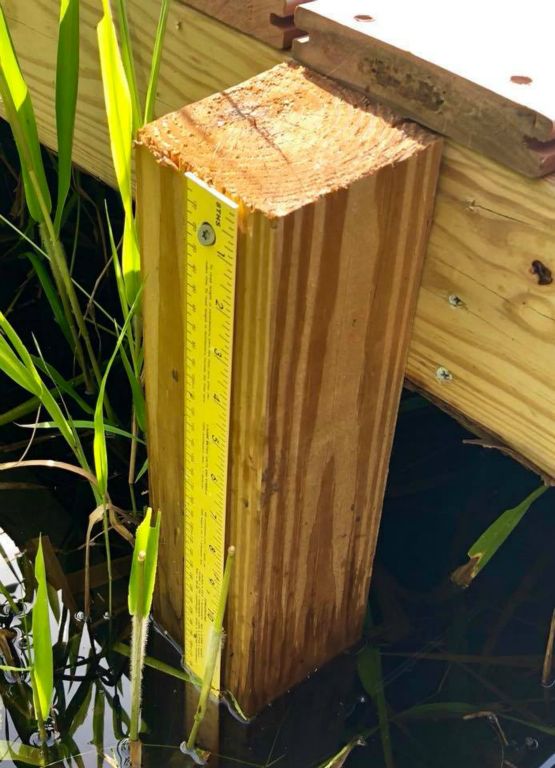 I love looking at the water level changes in the wetland