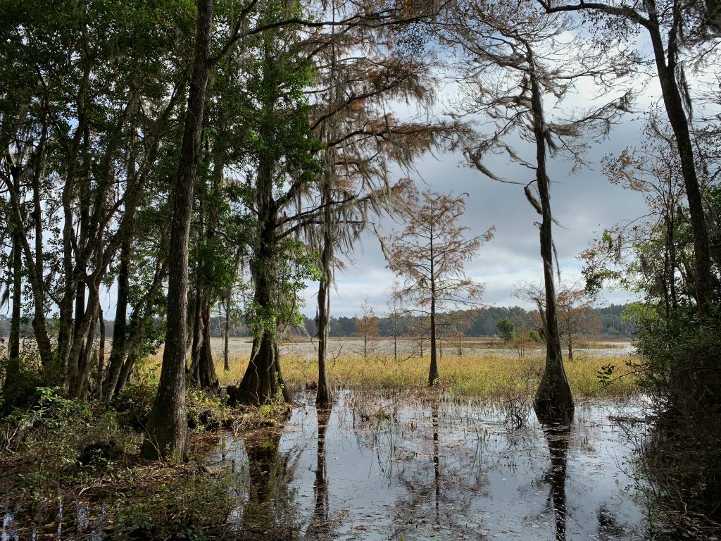 Stunning Wetland View