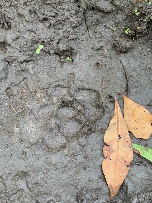 Bobcat Tracks!