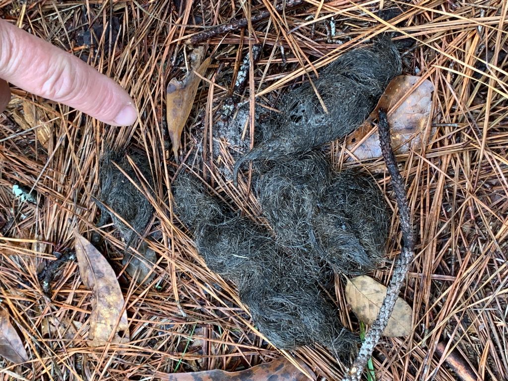 Mammal Poop - Bear or Coyote
