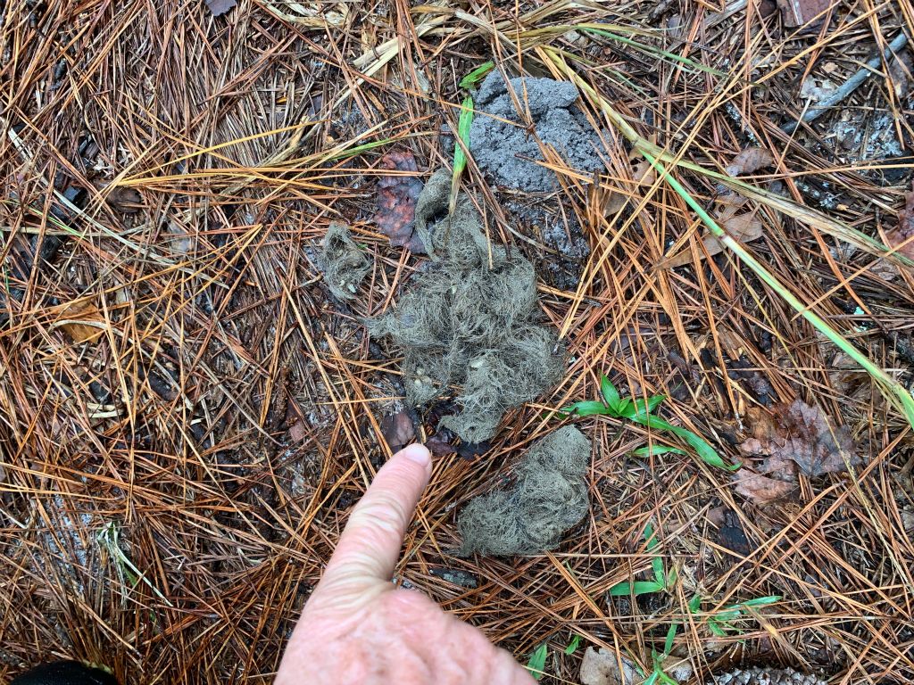 Mammal Poop - Bear or Coyote