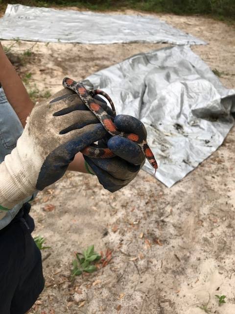A  Northern Scarlet snake-a life first!