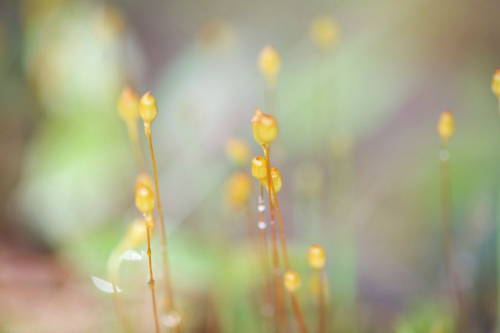 Moss sporophytes