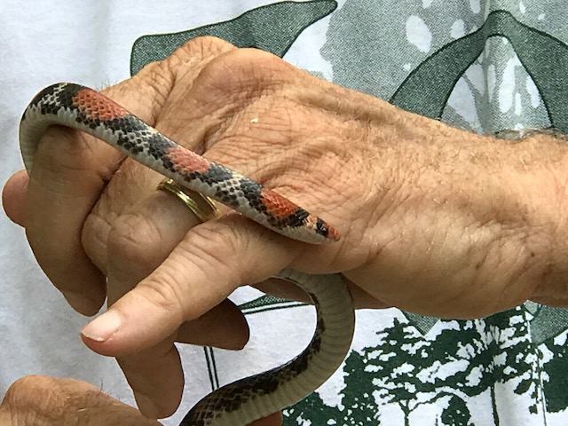 A life first- a non-venomous northern scarlet snake, 2017 
