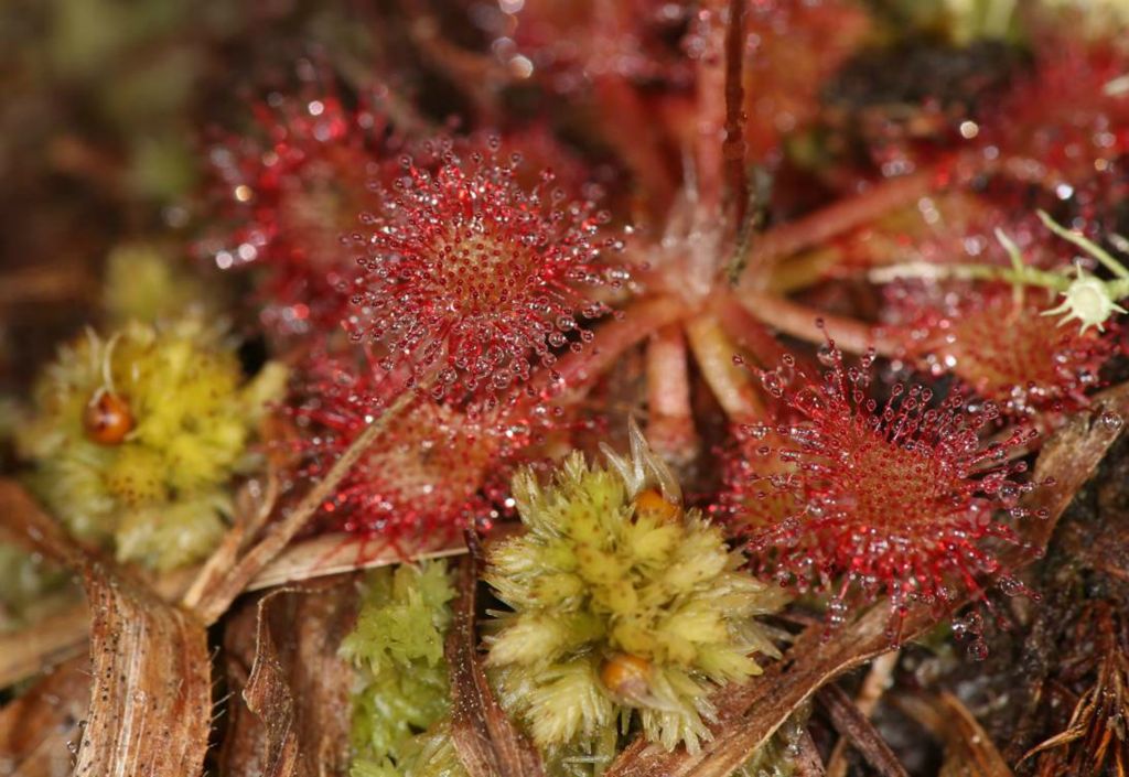 A close-up of the Sundew's killing fields!