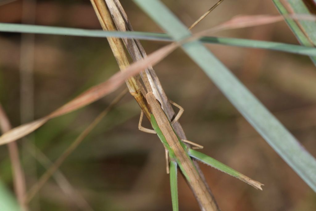 An amazing grasshopper
