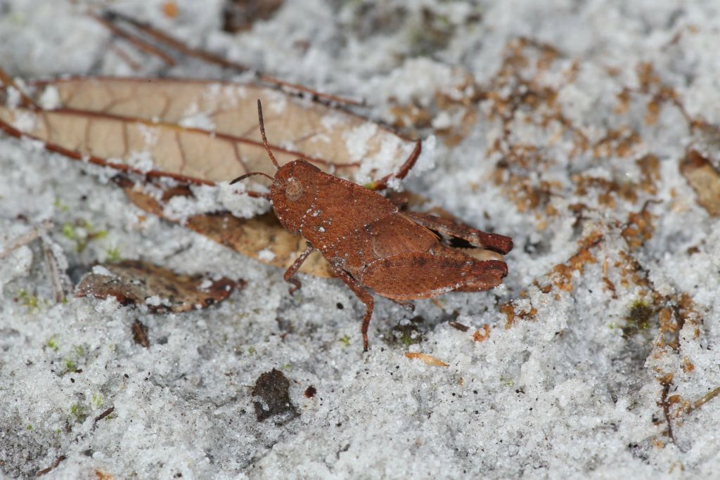 Another interesting grasshopper