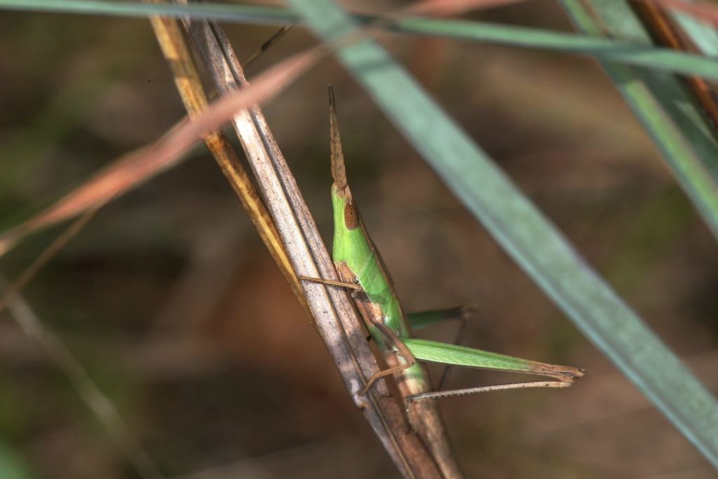 Check out the head and eyes on this amazing arthropod.