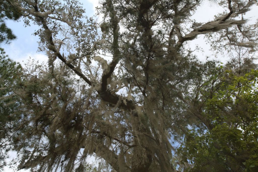 Spanish moss everywhere!