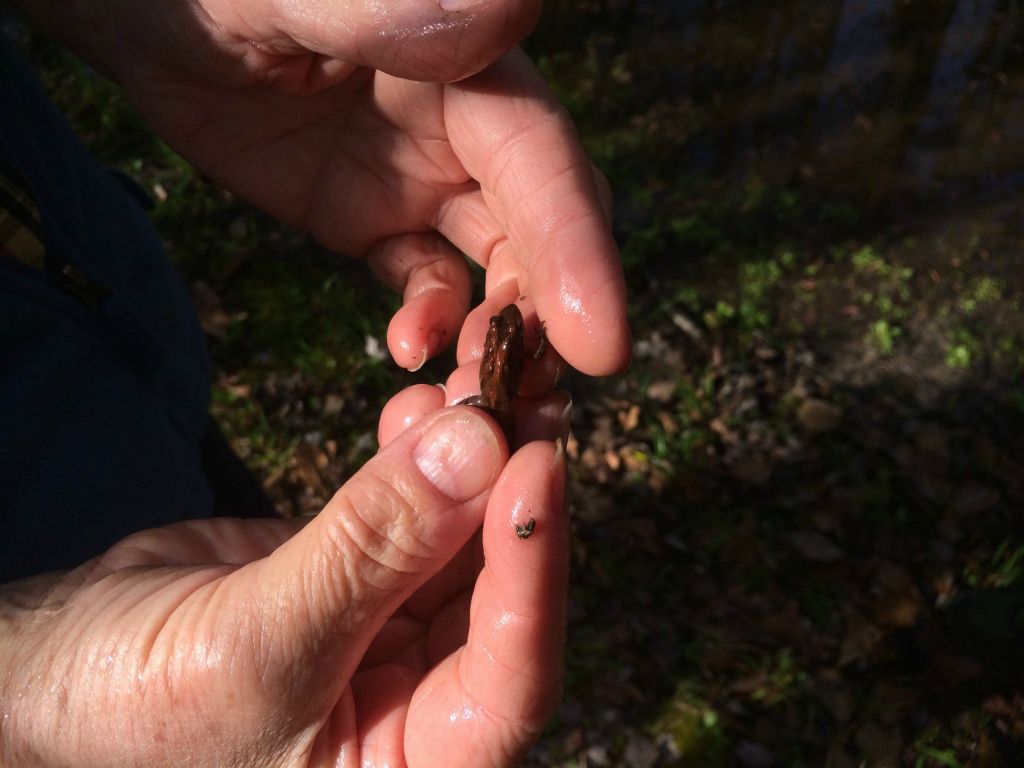 Frogs are calling year round except on the coldest days!