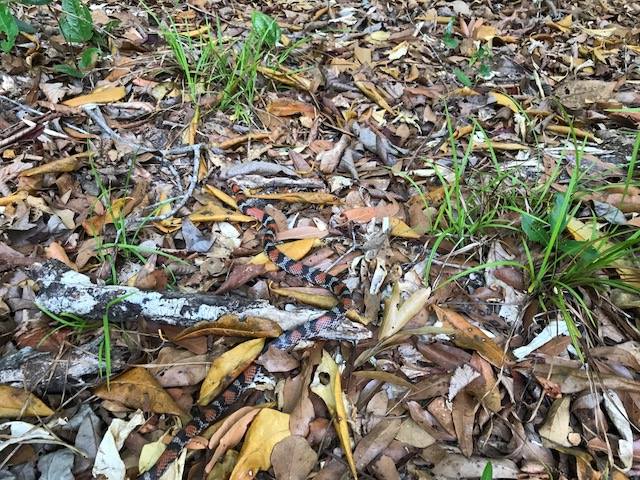 A life first- a non-venomous northern scarlet snake, 2017 
