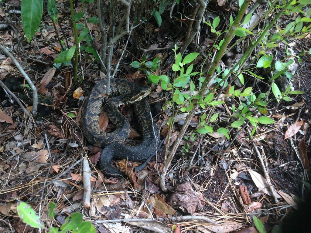 Cottonmouths are fairly common. Always fun to see!
