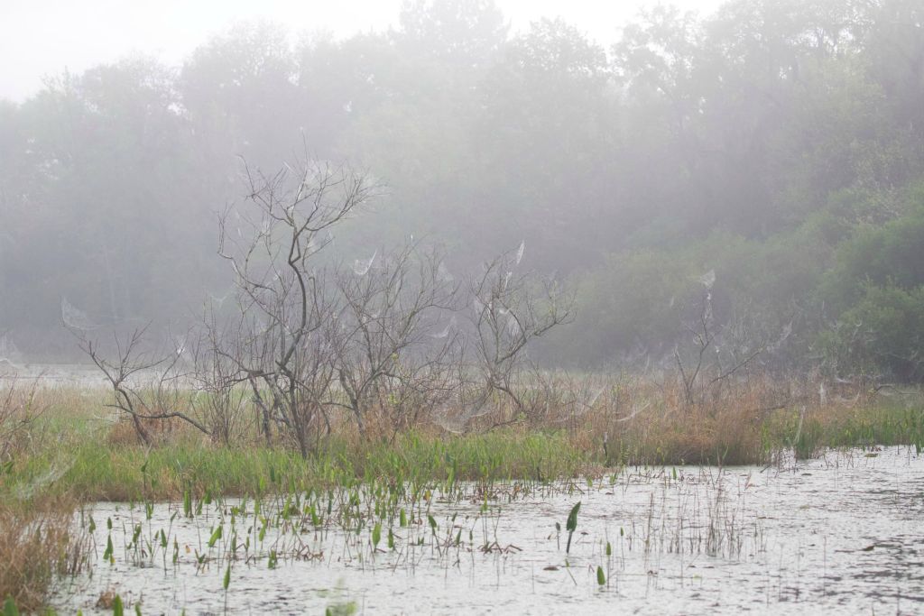 Our most abundant predator as demonstrated by these spider webs!
