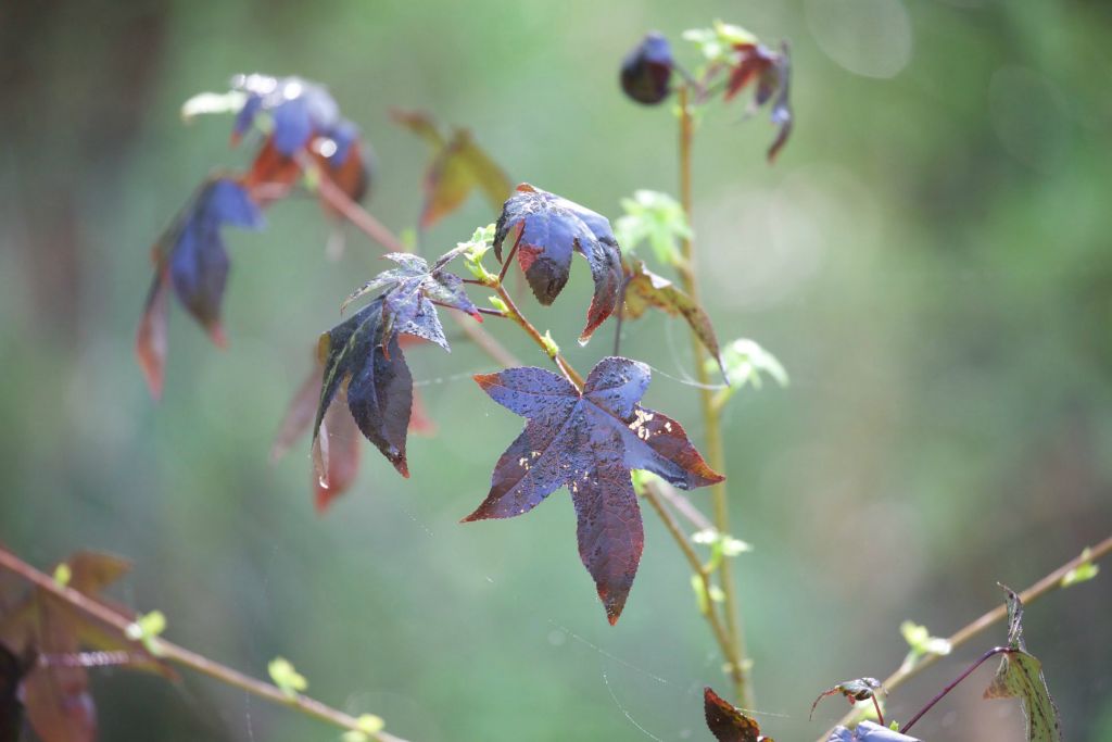 New leaves on a Liquid Ambar (Sweetgum) tree