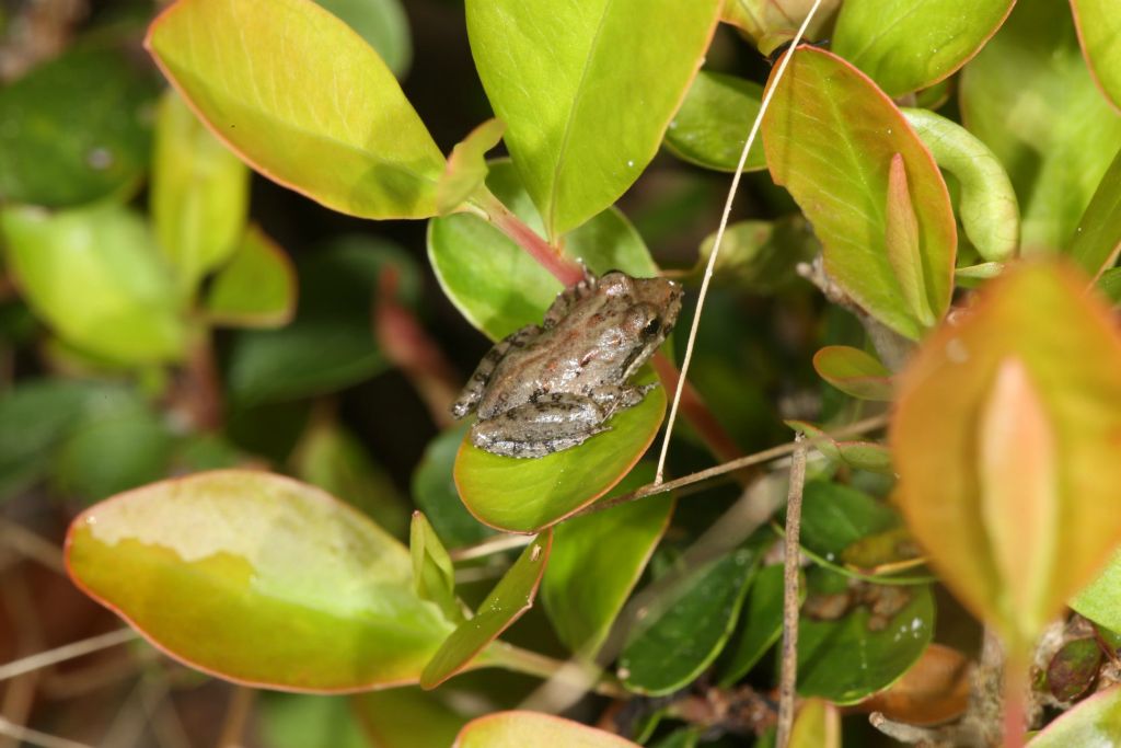 Frog diveristy is very high