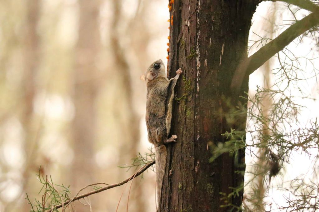 Every now and then we see a Flying Squirrel