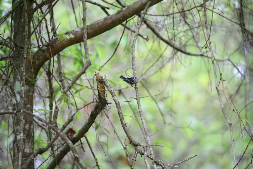 Warblers are very common in late March. This is a Black-and-white Warbler.