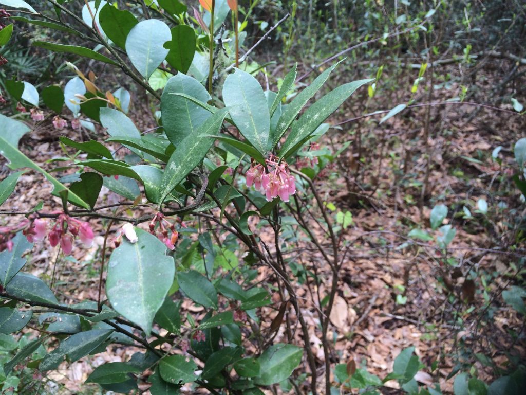 Bluebell flowers in bloom