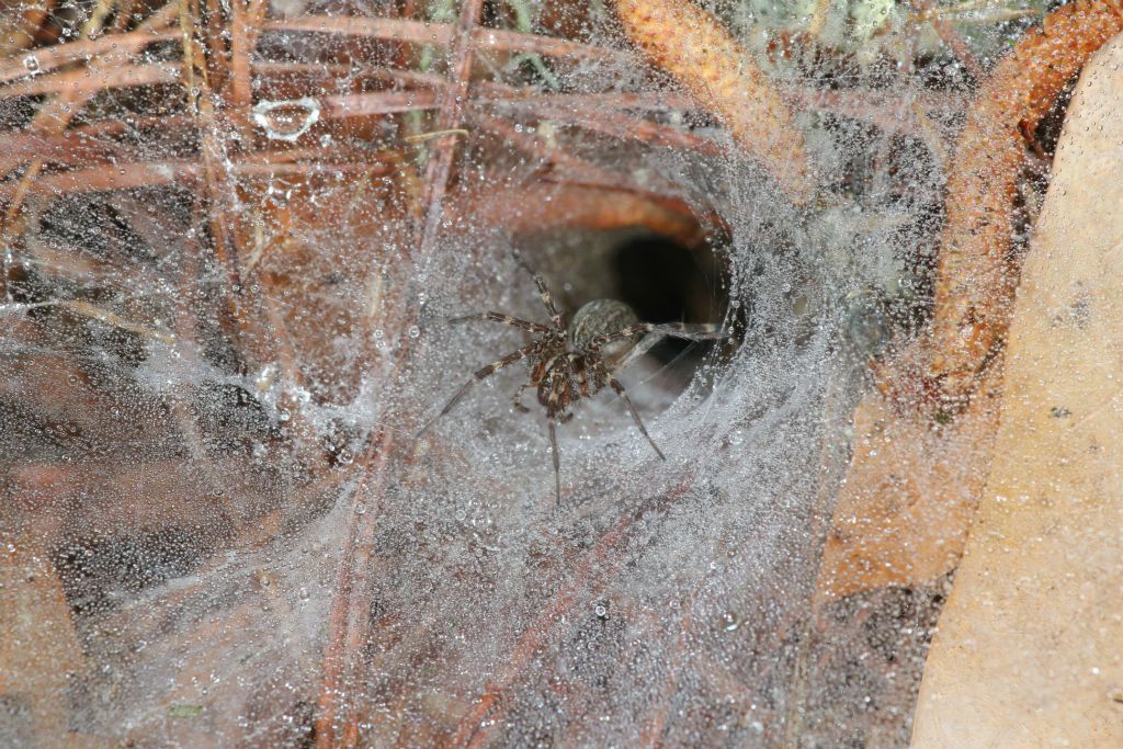 A funnel web spder
