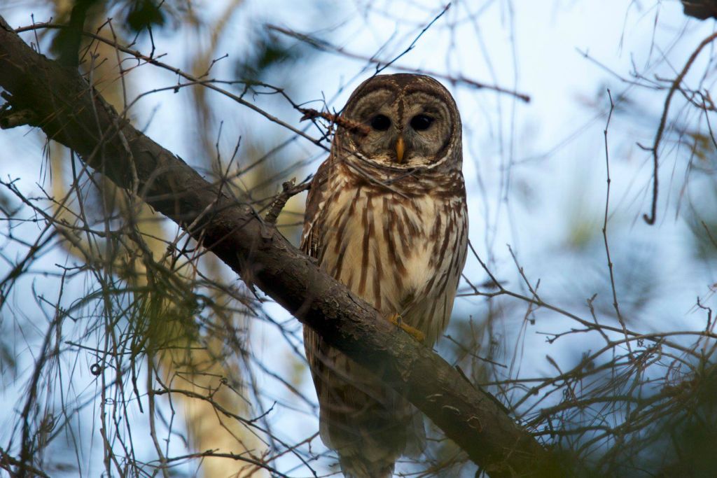 A Barred Owl