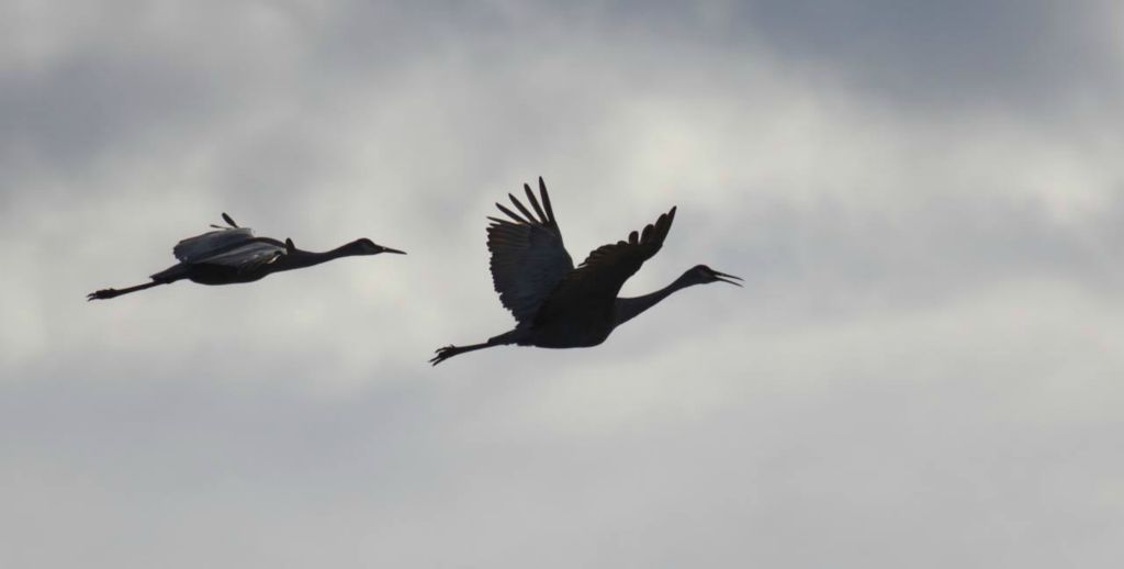 Sandhill cranes frequent the wetlands! The sandhill crane calls are mesmerizing as their sounds echo across the wetlands.