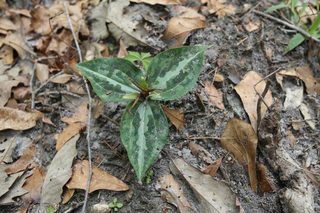 Trilum species are common in the mixed hardwoods on the south side of the property