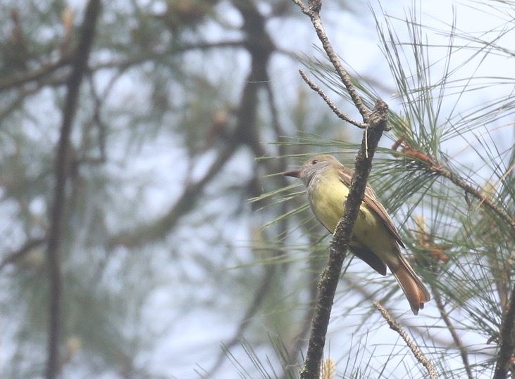 Great Crested Flycatcher, April 2015