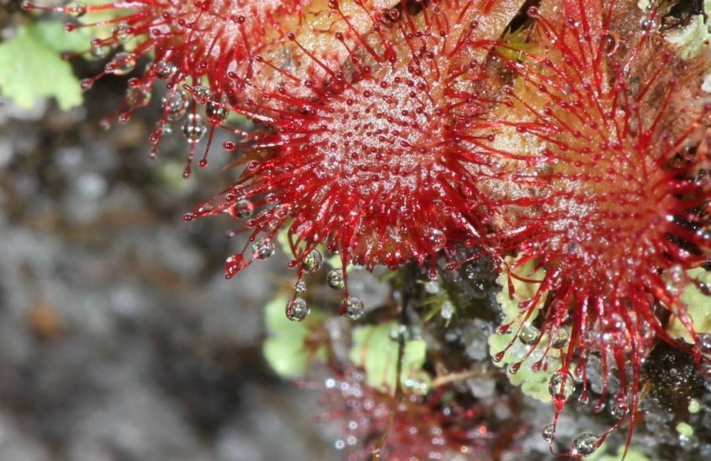 There are 4 species of carnivorous plants on the property. This is a terrestrail plant, Drosera capillaris - pink sundew, typically only an inch or less in diameter. Note the balls of death! 