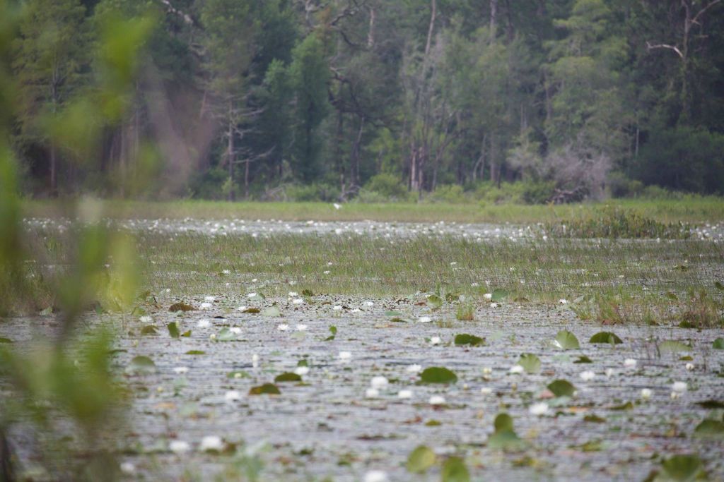 So many Fragrant Water lilies in bloom!