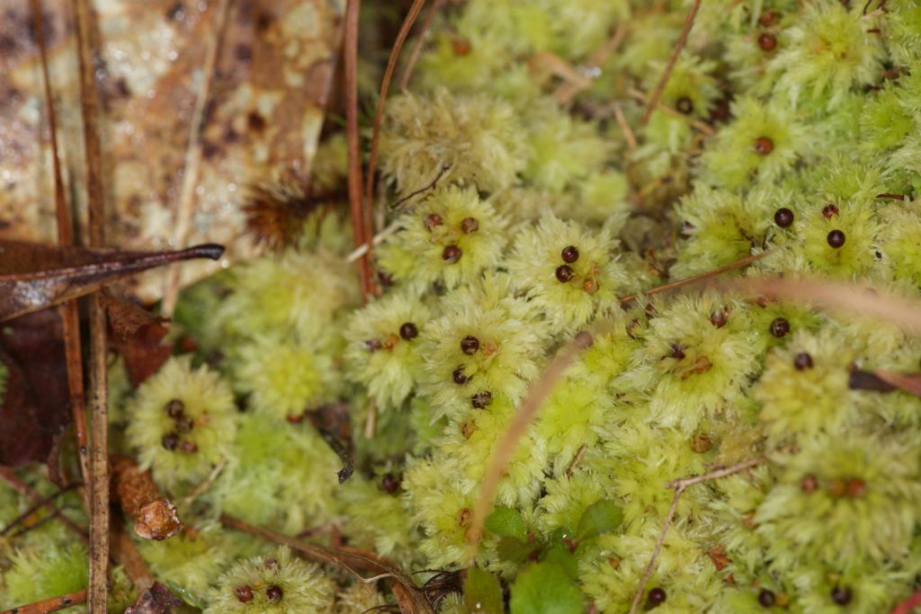 Spore capsules of the Sphagnum moss. Many Sundew plants seem to like the same substrate and environment as Sphagnum moss.