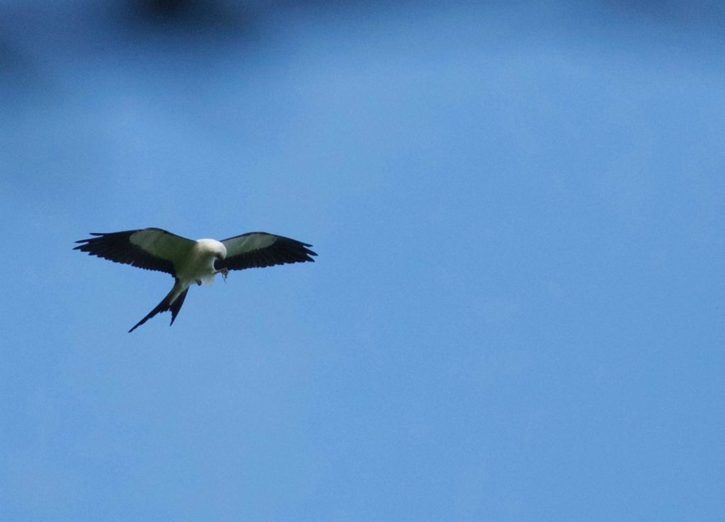 Eating insects on the wing!