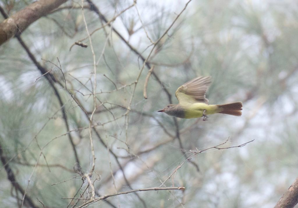 Great Crested Flycatcher taking flight, April 2015