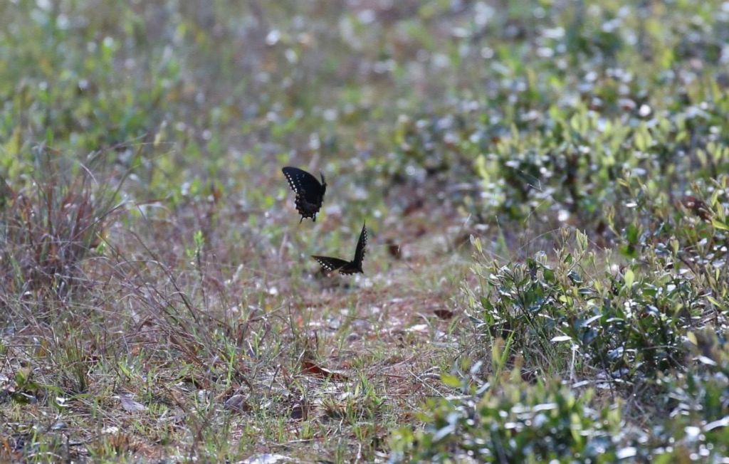 Swallow-tail butterflies are courting in late March.