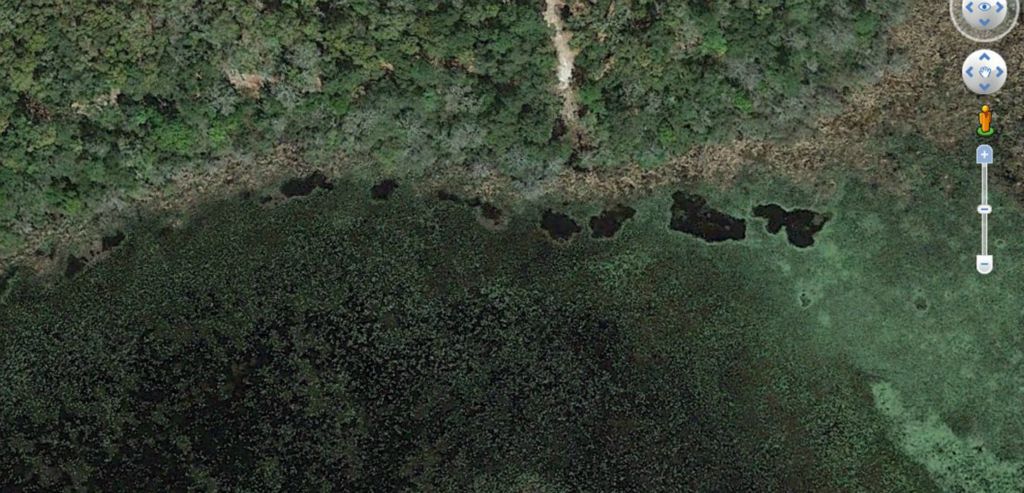 Gators, gators everywhere! Zoom in on the image to view individual gator wallows. When the water levels were about 10-20 inches higher than they are now, the wetland had numerous alligator wallows. I counted over 80 engineered structures on google earth!