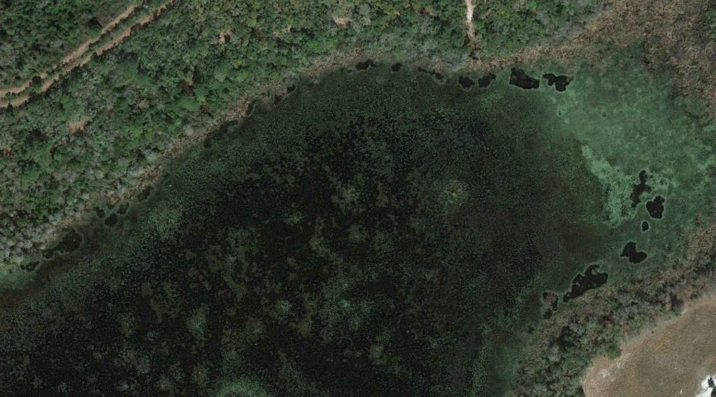 Gators, gators everywhere! Zoom in on the image to view individual gator wallows. When the water levels were about 10-20 inches higher than they are now, the wetland had numerous alligator wallows. I counted over 80 engineered structures on google earth!