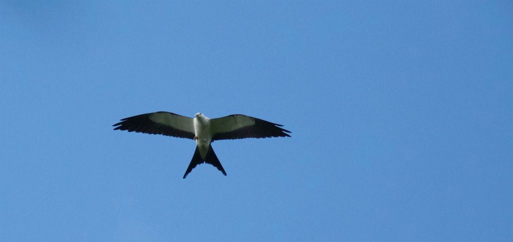 I could look at Swallow-tailed Kites all day every day!