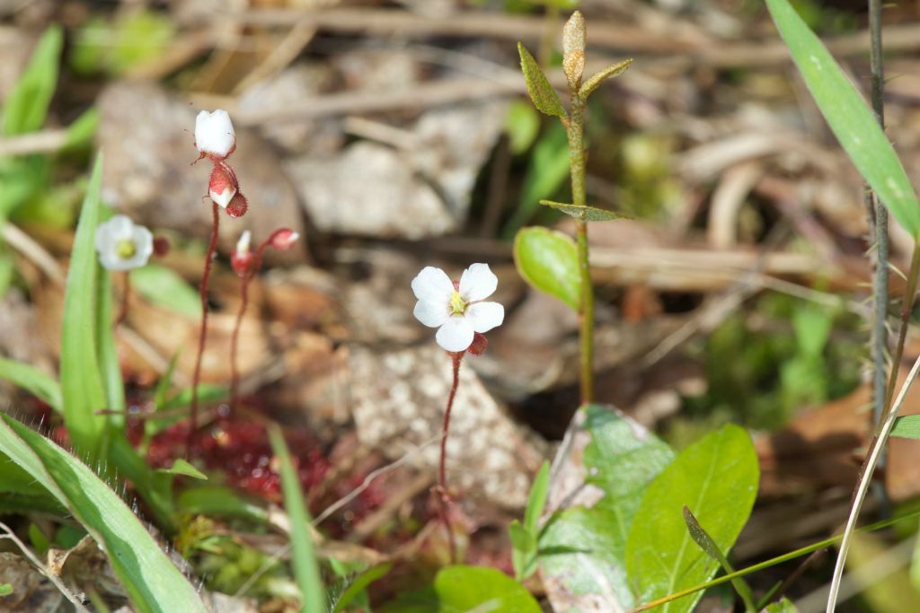 Another spectatcular example of Sundew flowers held high above the killing disc.