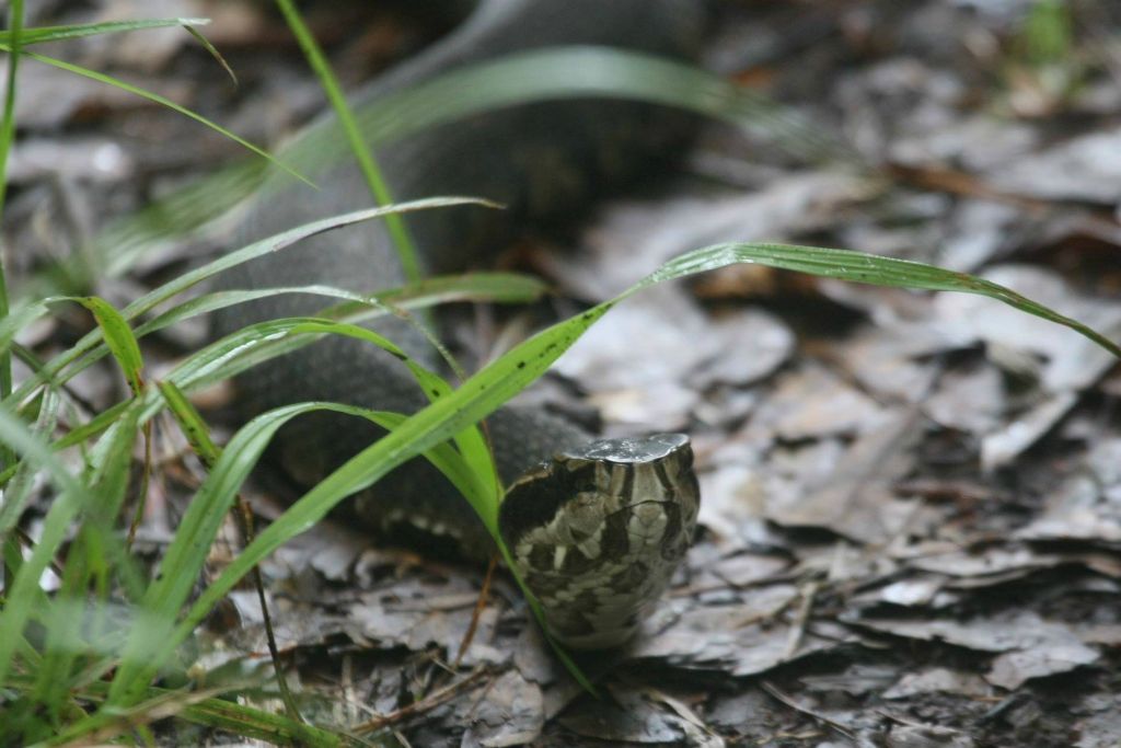 Face to face with a venomous water moccassin....