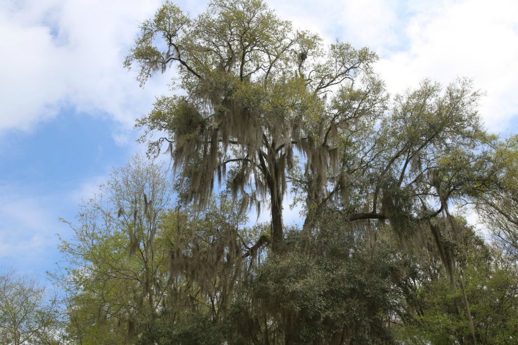 Beautiful Spanish Moss is common!