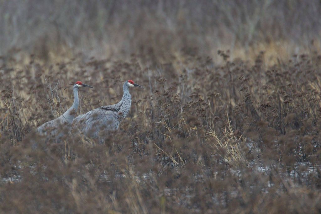 Our Sandhill Cranes are always very wary!