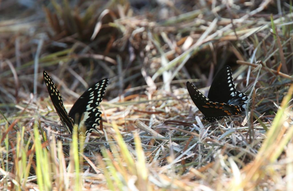 Swallow-tail butterflies are courting in late March.