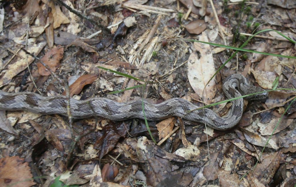 Note the musculature on this non-venomous Gray Rat snake