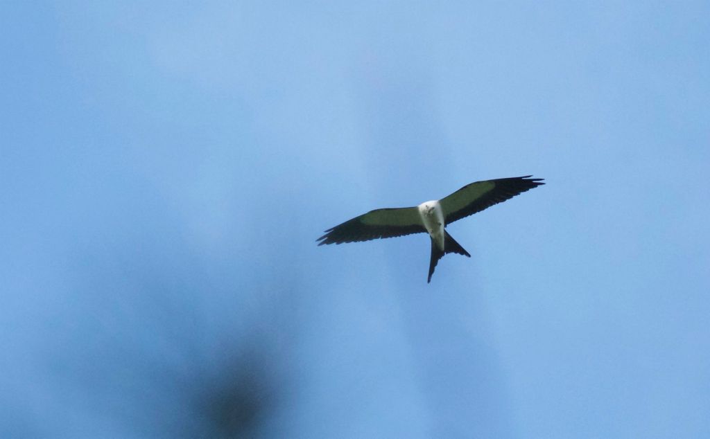 One of my favorite birds is the Swallow-tailed Kite. They show up in early summer to nest after having migrated from central and south America.
