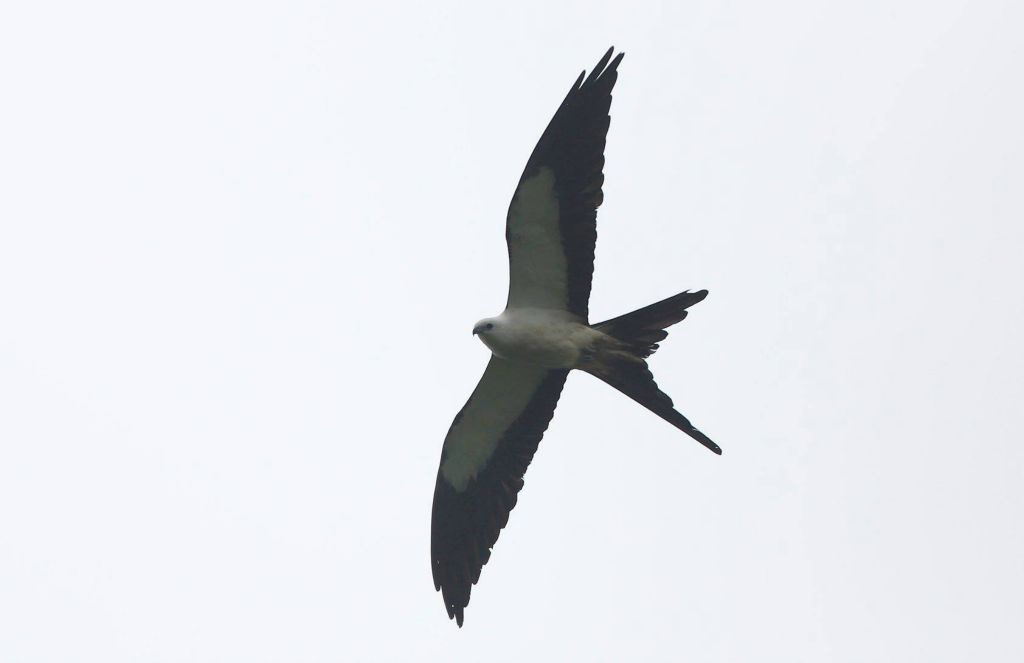 I could look at Swallow-tailed Kites all day every day!