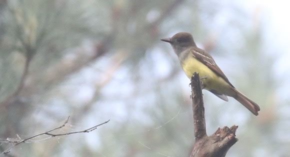 Great Crested Flycatcher, April 2015