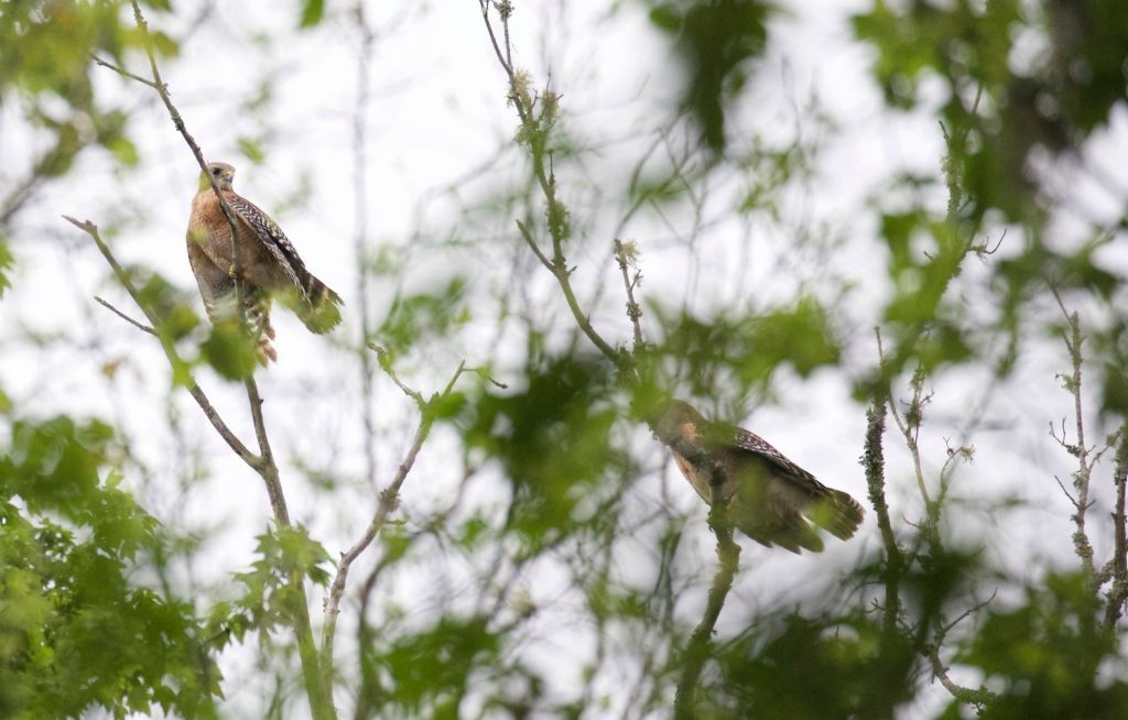 A courting pair of Red-shouldered hawks.