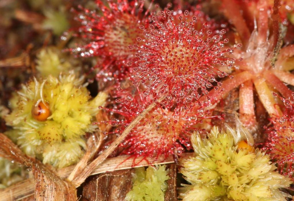There are 4 species of carnivorous plants on the property. This is a terrestrail plant, Drosera capillaris - pink sundew, typically only an inch or less in diameter. Note the balls of death! The other three carnovorous plants are aquatic and are quite numerous in the large wetland.Utricularia purpurea - Eastern purple bladderwort (purple flower)Utricularia gibba - Floating bladderwort (yellow flower)Utricularia floridana - Florida yellow bladderwort (yellow flower)