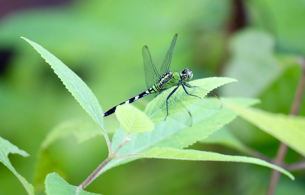 As a co-founder of Project Dragonfly, I never miss an opportunity to take a photo of a dragonfly!