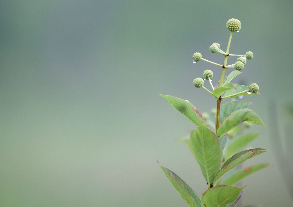 Buttonbush perspective, June 21, 2018